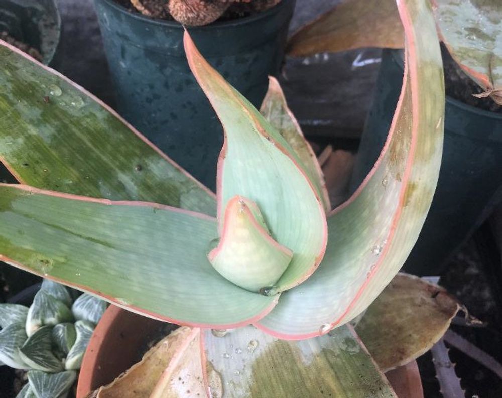 口紅アロエ　水滴