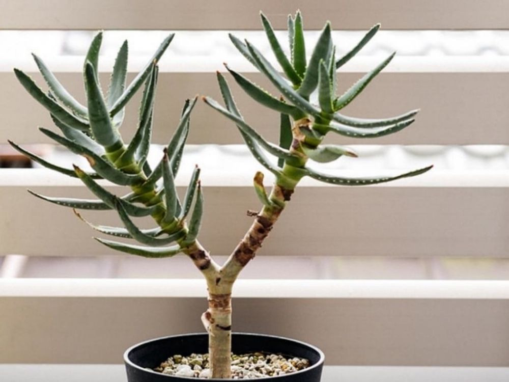 アロエ・ラモシッシマ　鉢植え　屋外