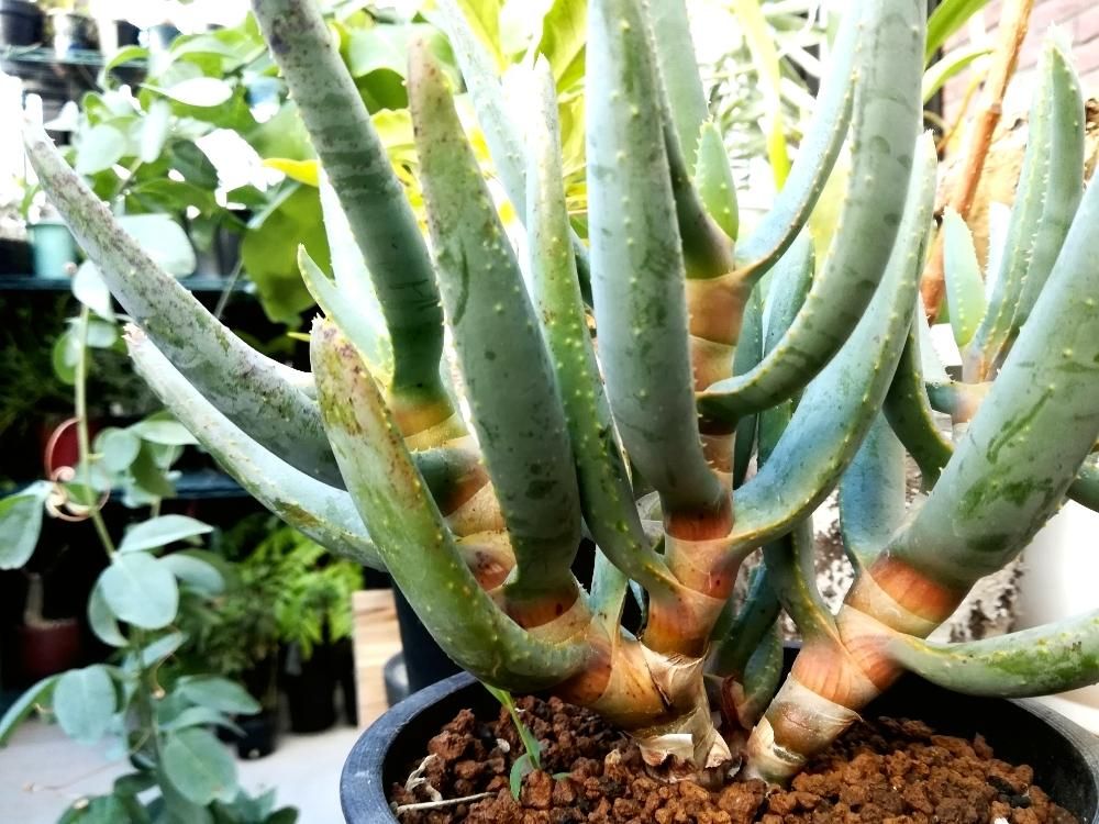 アロエ・ラモシッシマ　鉢植え　葉