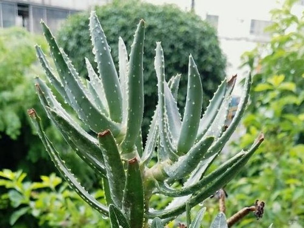 アロエ・ラモシッシマ　株