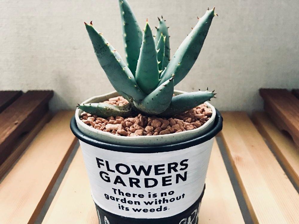 アロエ・クラビフローラ　鉢植え　