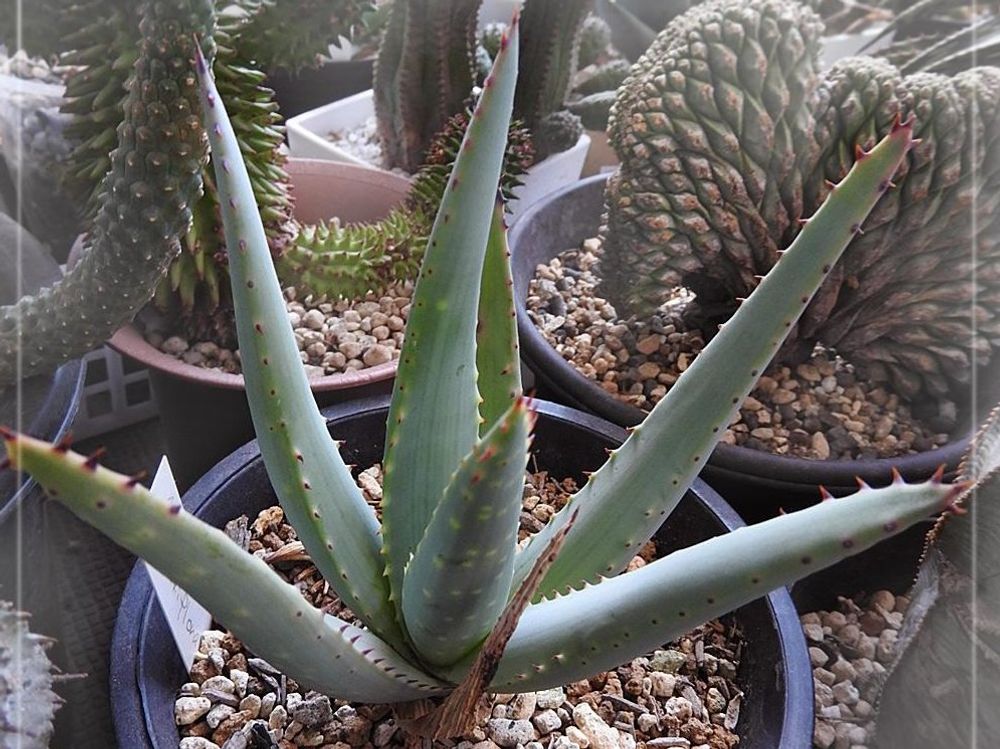 アロエ・クラビフローラ　鉢植え　たくさん