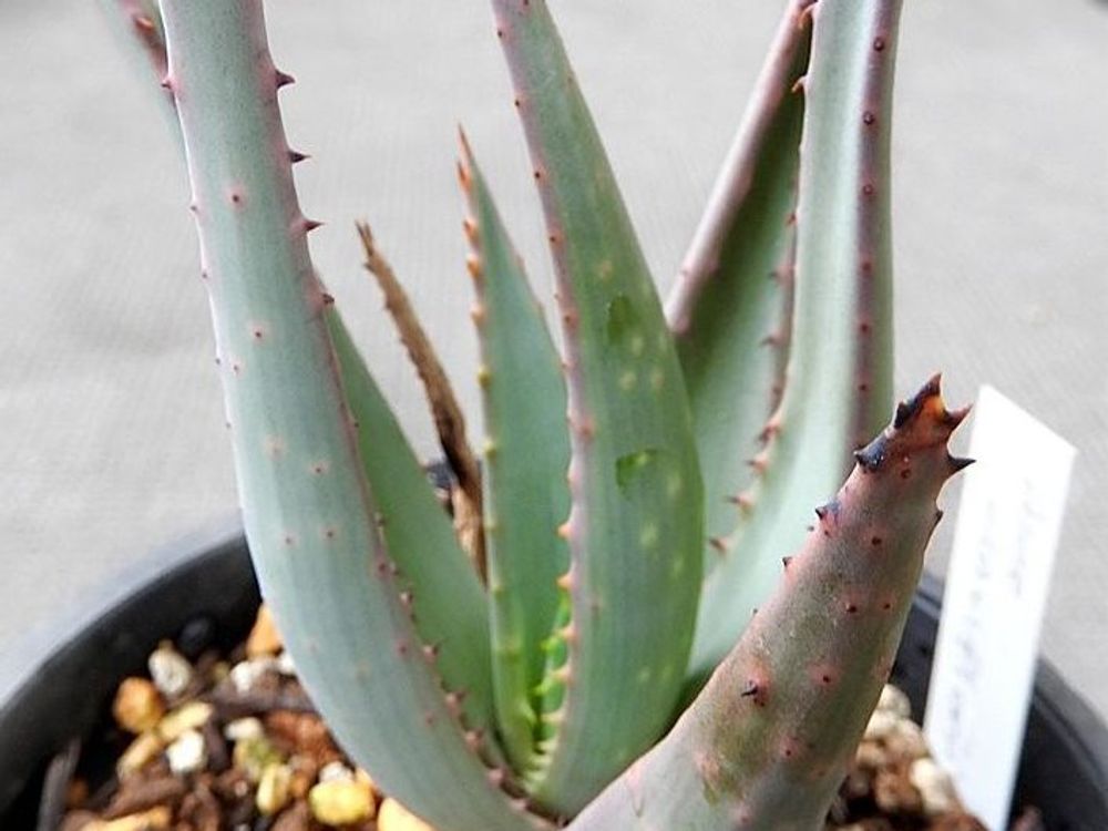 アロエ・クラビフローラ　鉢植え　屋外