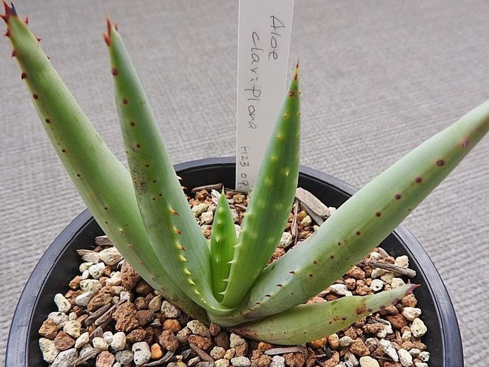 アロエ・クラビフローラ　鉢植え