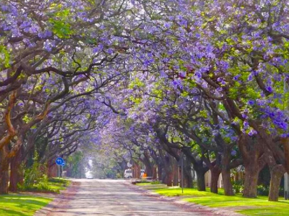 ジャカランダ　紫色の花　街路樹