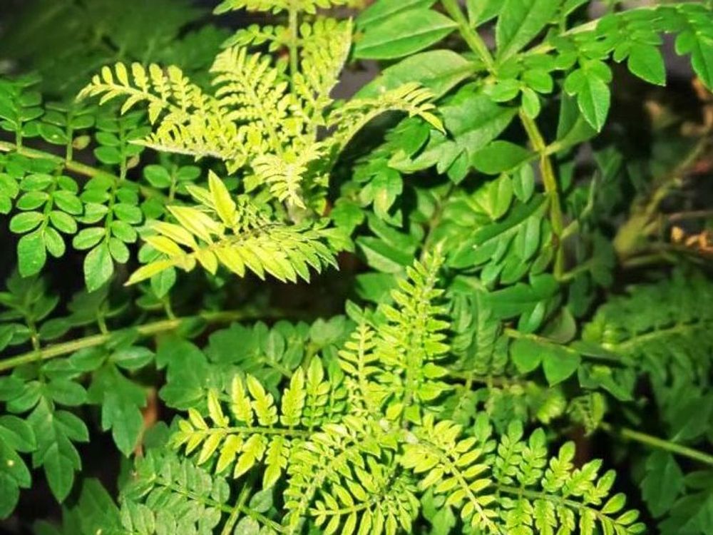 ジャカランダ　葉