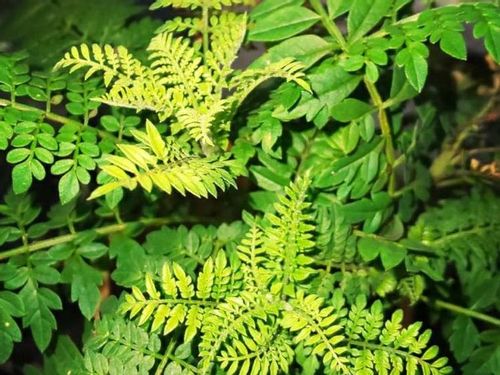 ジャカランダの育て方 鉢植えや地植えの時期 剪定方法は Greensnap グリーンスナップ ジャカランダの育て方 鉢植えや地植えの時期 剪定方法は Greensnap グリーンスナップ