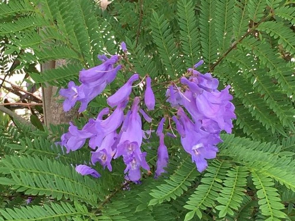 ジャカランダ　紫色の花