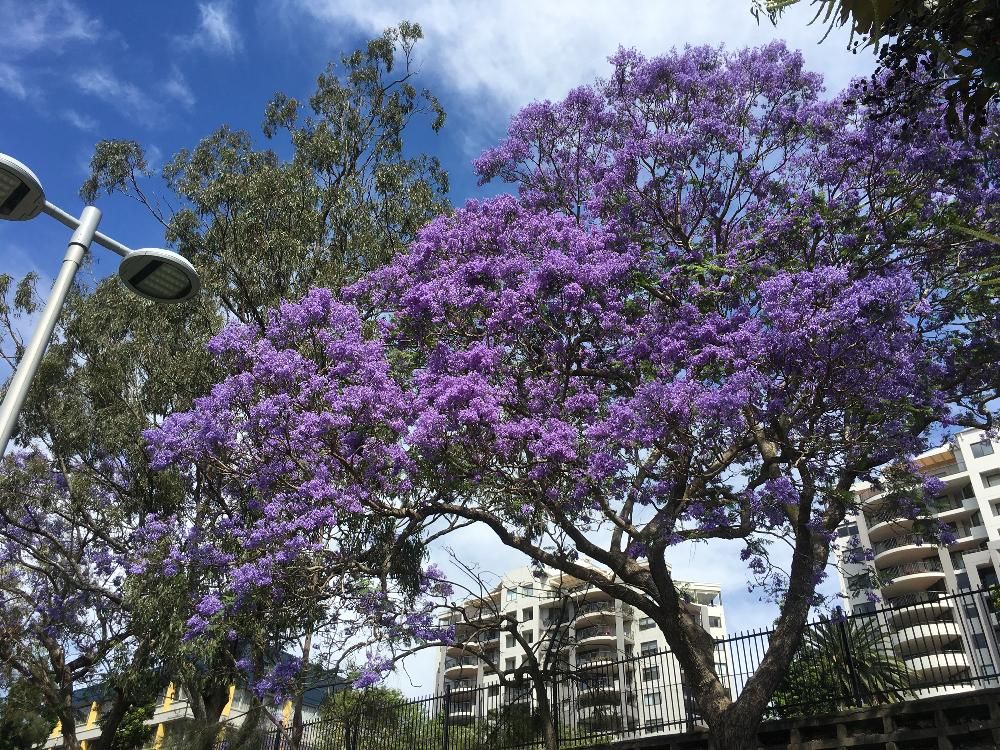 ジャカランダ　紫色の花　青空