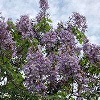 ジャカランダの育て方｜ 鉢植えや地植えの時期、剪定方法は？の画像