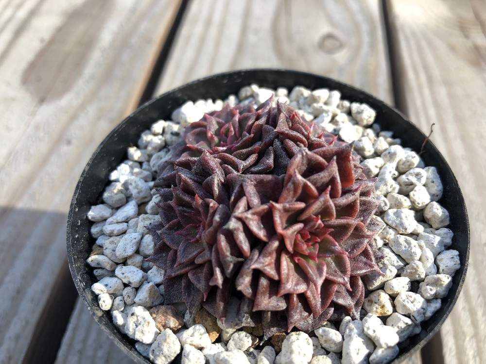 ベルムの画像、Photo by left7さん