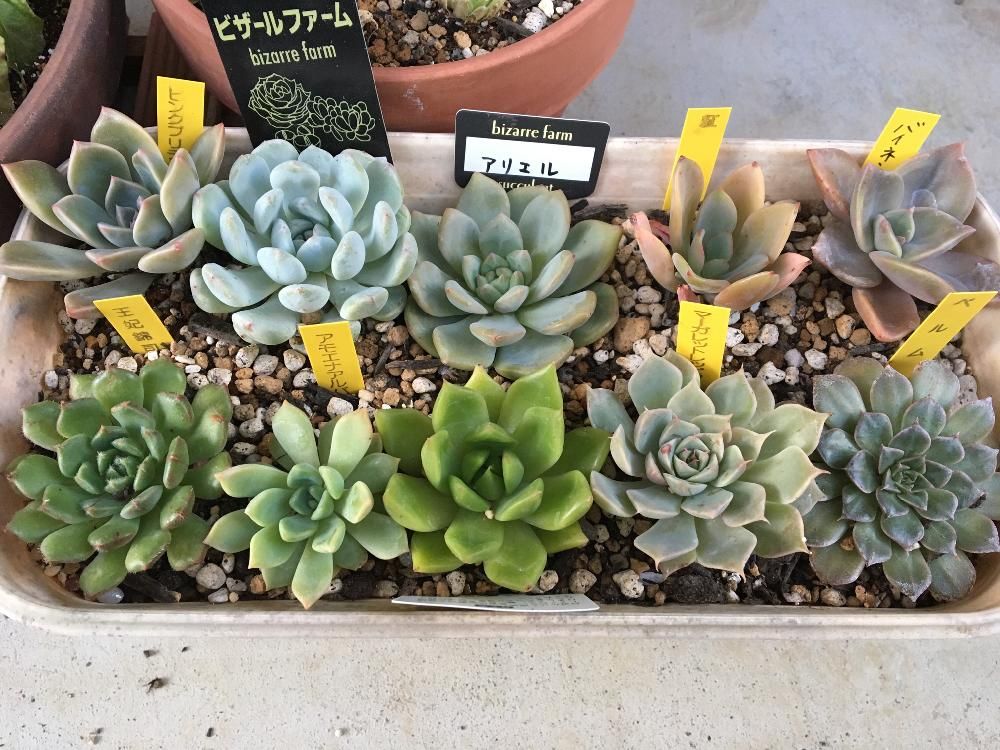 ベルムの画像、Photo by まぅさん