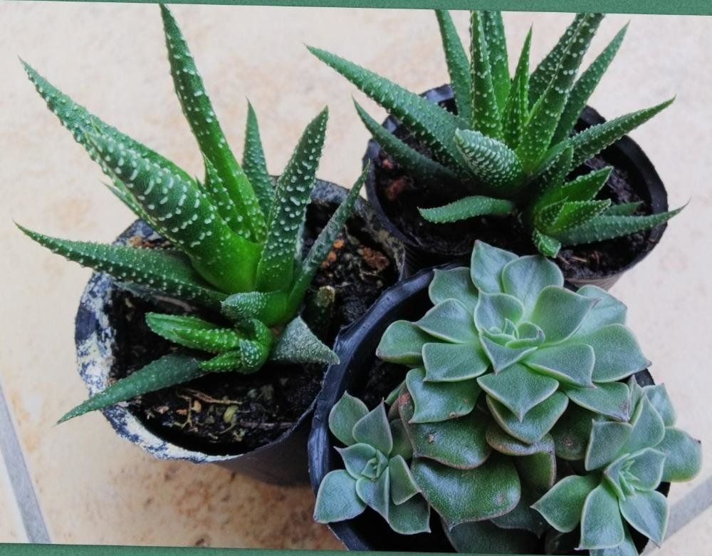 ベルムの画像、Photo by ifpさん