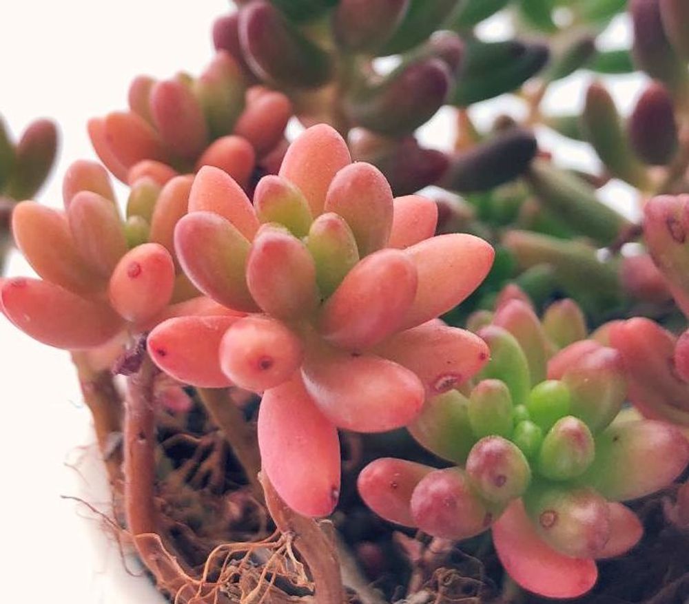 虹の玉の画像、Photo by くるとん**さん