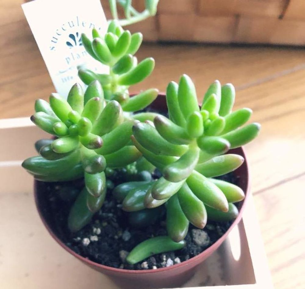 虹の玉の画像、Photo by サラミさん