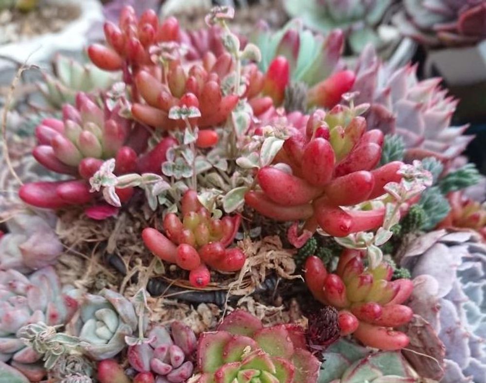 虹の玉の画像、Photo by さゆりんさん