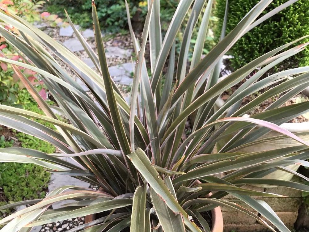 ニューサイラン　鉢植え