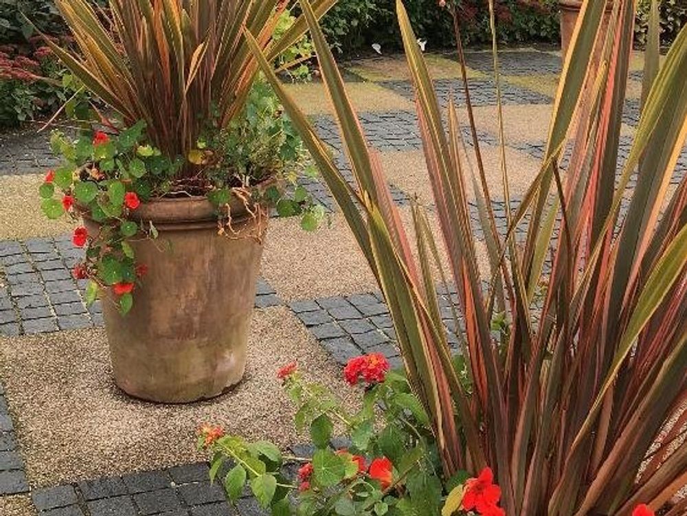 ニューサイラン　鉢植え