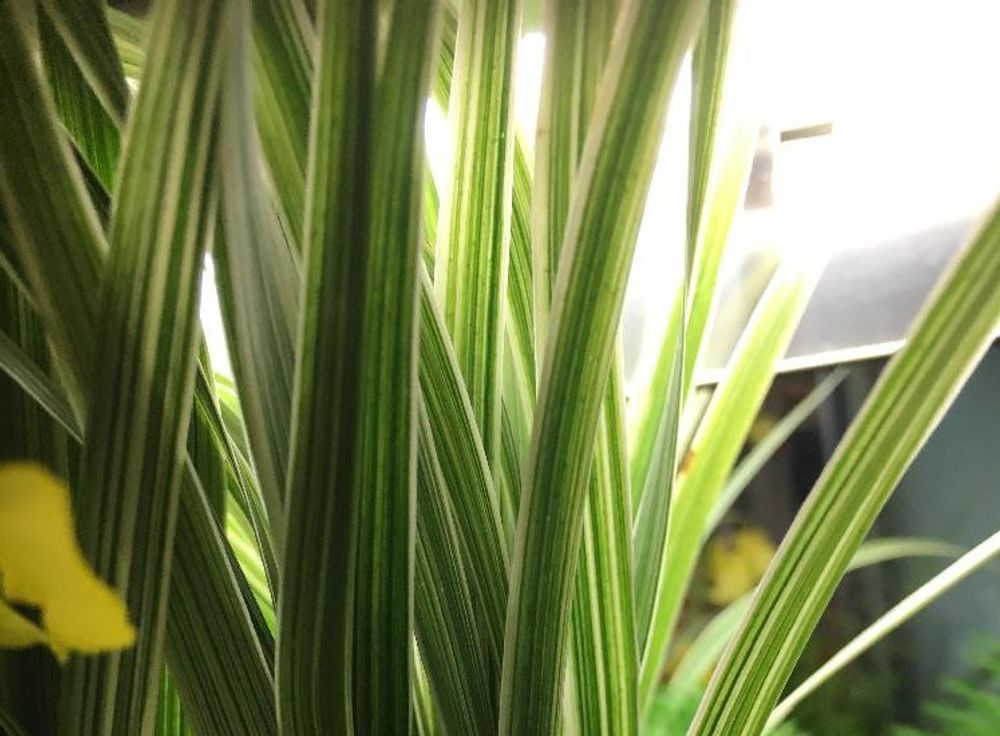 ニューサイラン　葉　日光