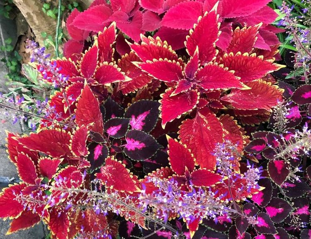 コリウス　赤い葉