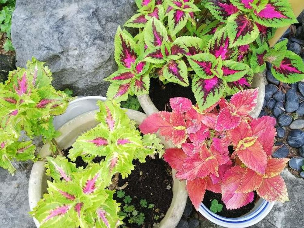 コリウス　鉢植え　