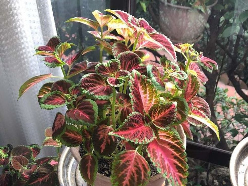 コリウス　鉢植え　赤い葉　窓際