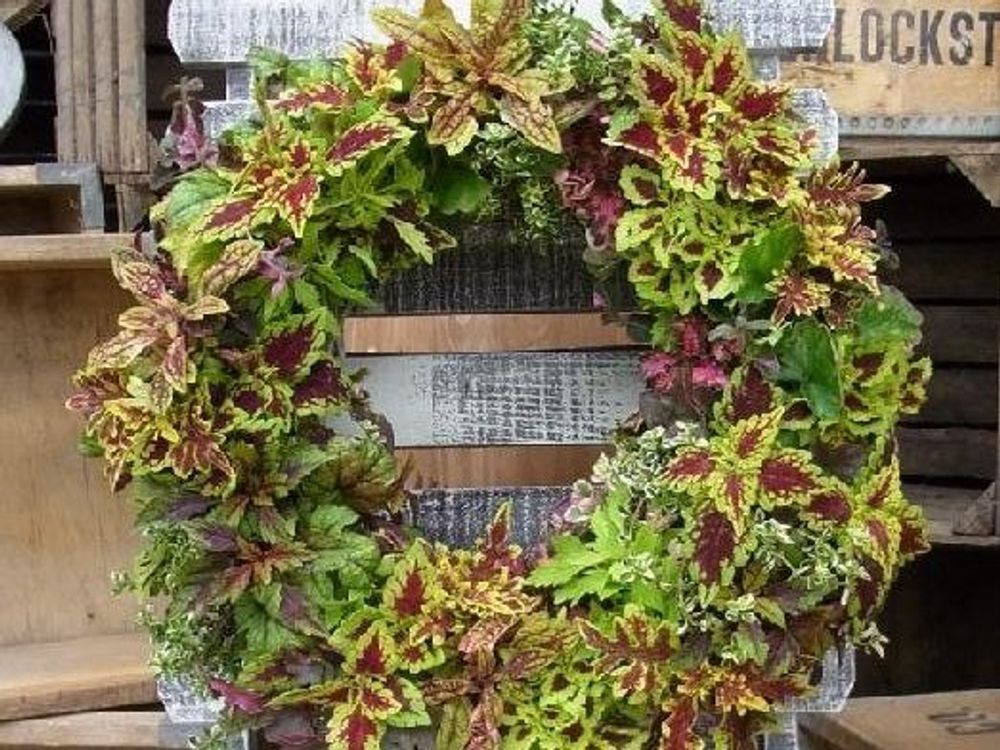 コリウス　葉　リース