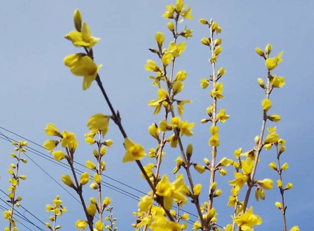 レンギョウ(連翹)　黄色い花　空