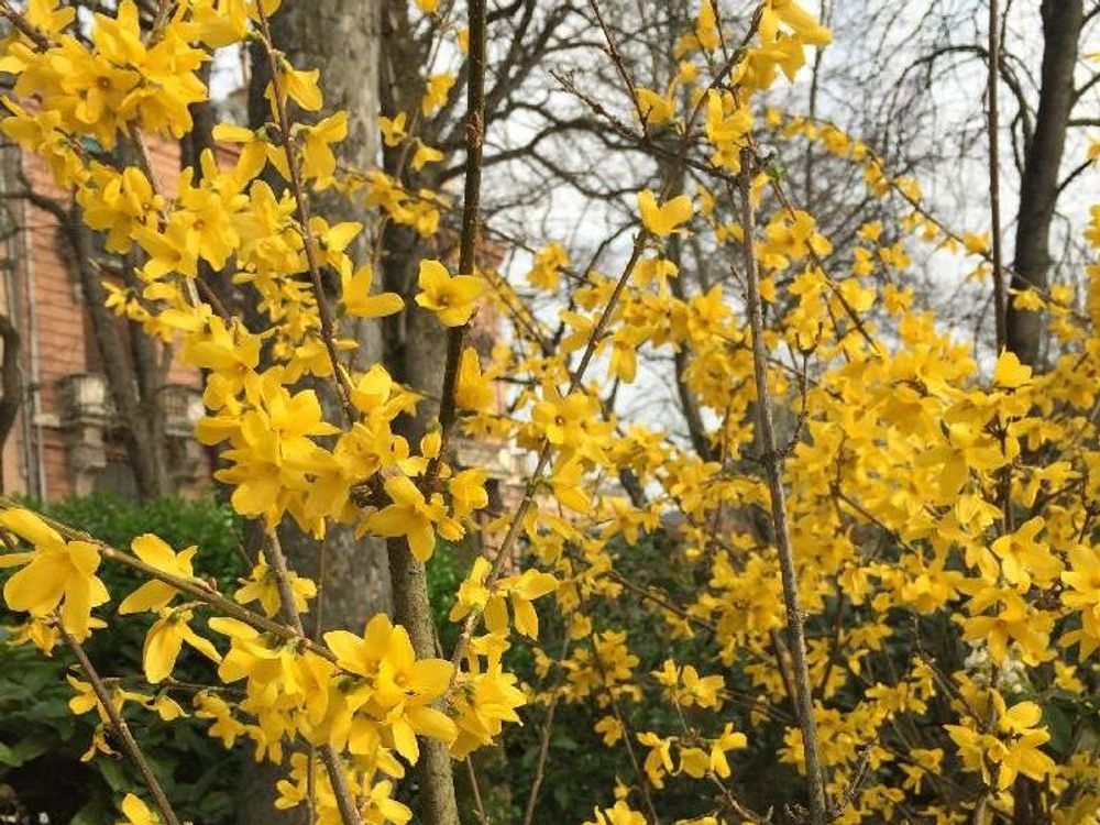 レンギョウ(連翹)　黄色い花