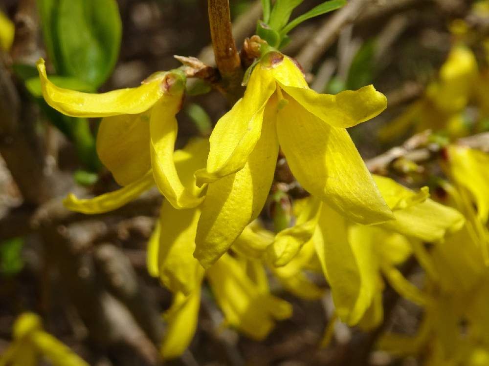 レンギョウ　黄色い花
