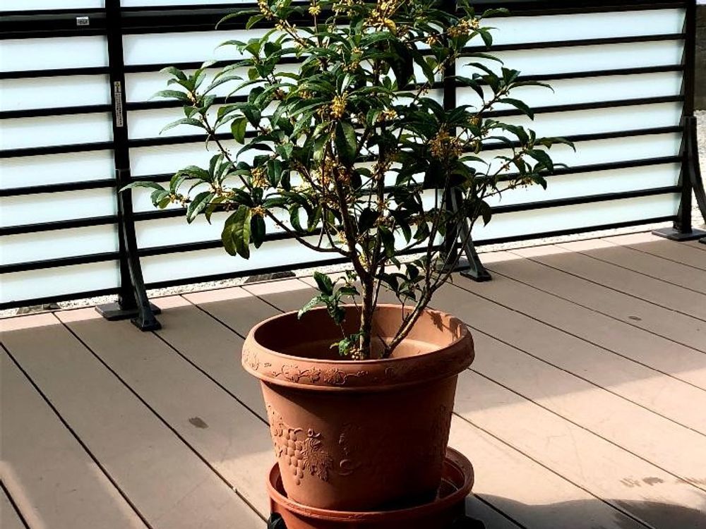 キンモクセイ　鉢植え　ベランダ