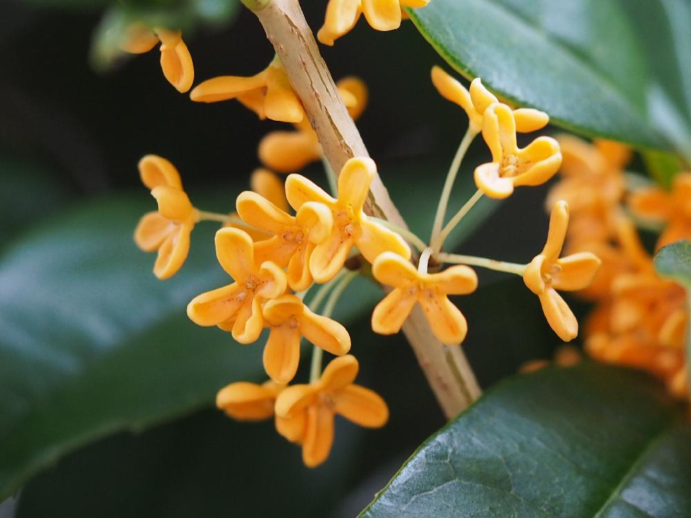 キンモクセイ(金木犀)　オレンジ色の花