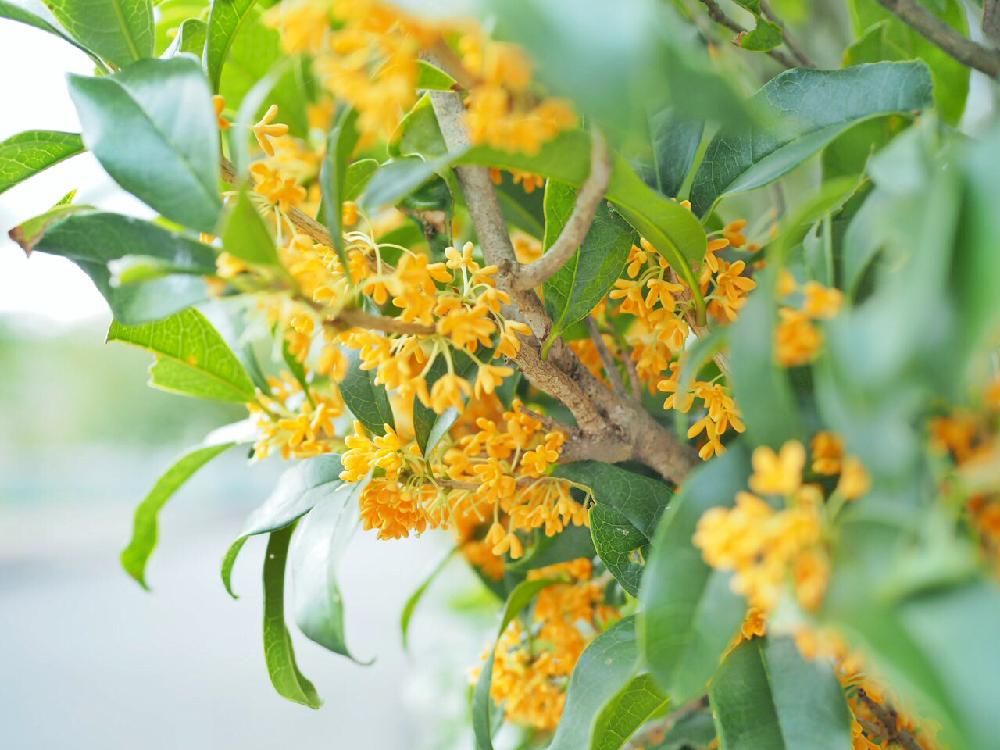 キンモクセイ　Photo by みかりんさん