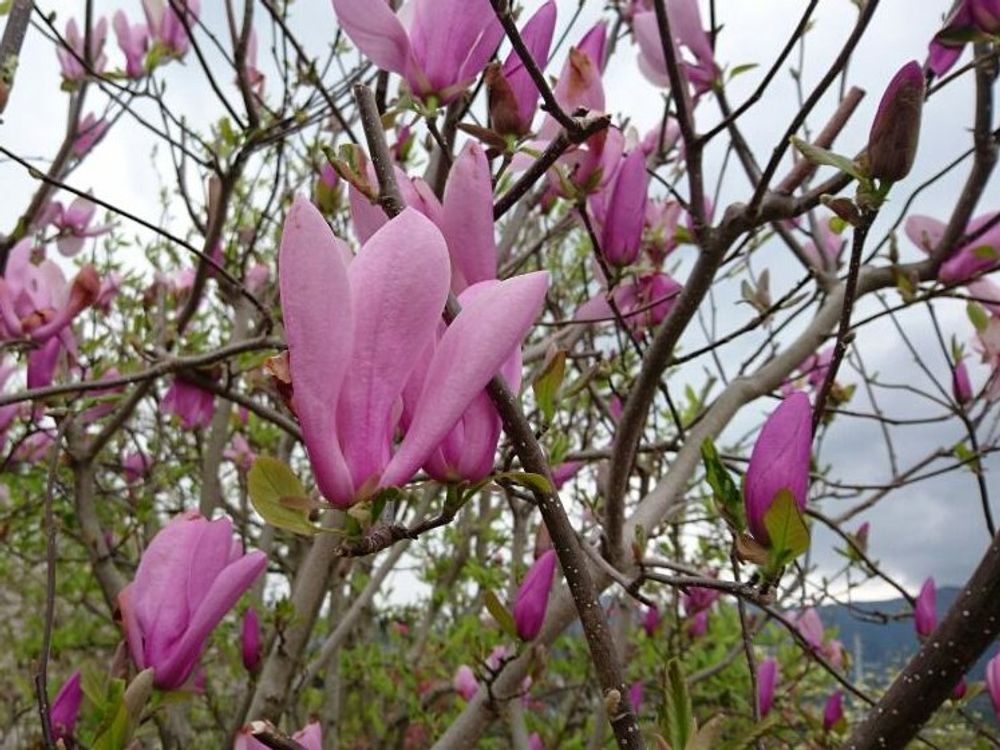 モクレン(マグノリア)　ピンク色の花