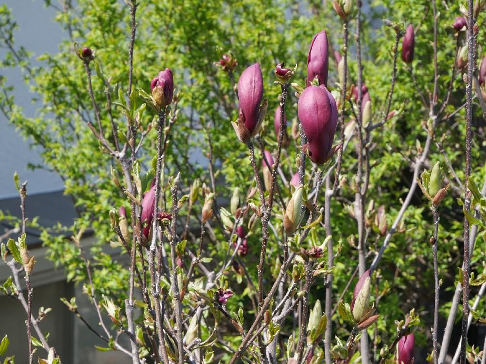 モクレン(マグノリア)　赤い花