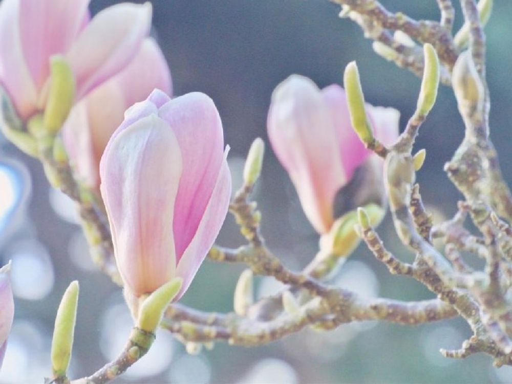 モクレン　桃色の花