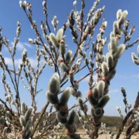 ネコヤナギ(猫柳)の育て方｜植え付けや剪定の時期は？増やし方は簡単？の画像