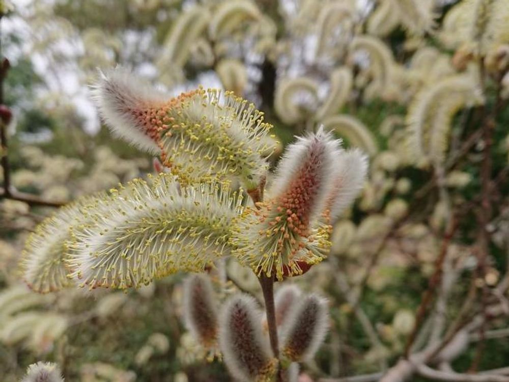 ネコヤナギ(猫柳)　白い花