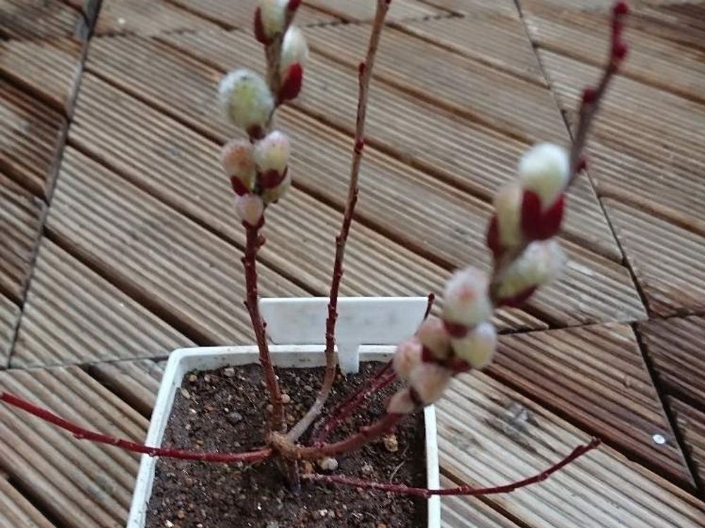 ネコヤナギ(猫柳)　鉢植え　蕾