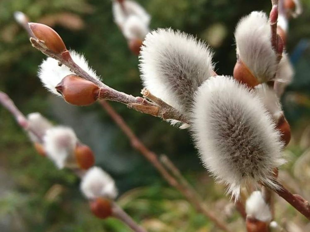 ネコヤナギ(猫柳)　白い花