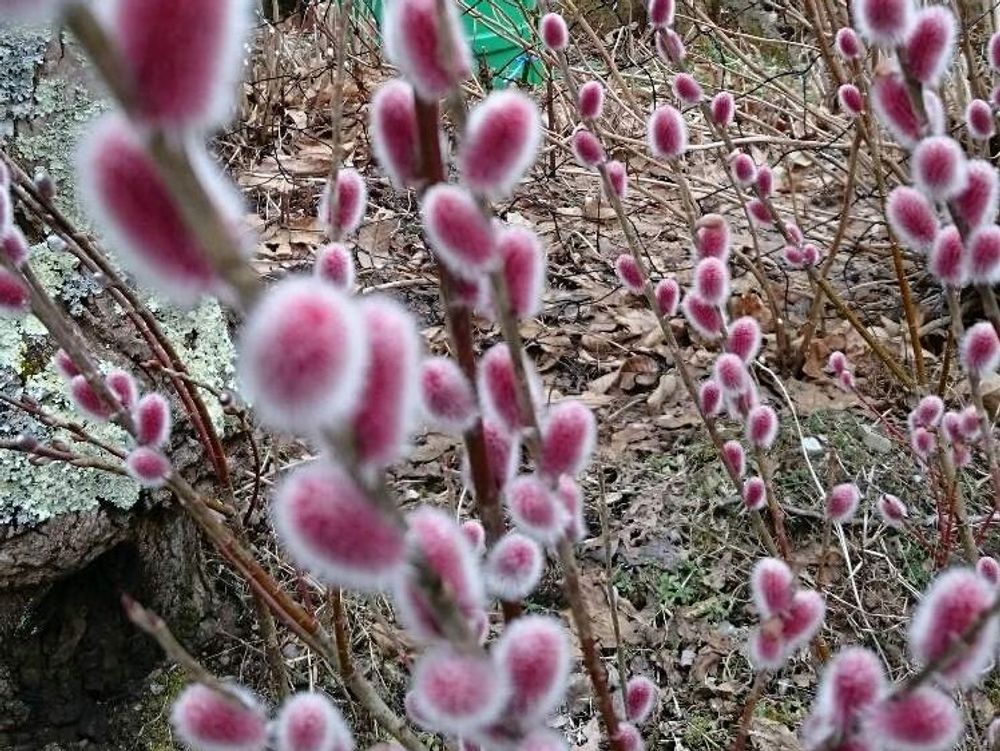 ピンクネコヤナギ　紅色の花