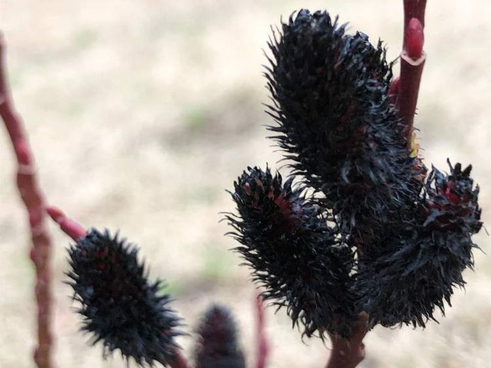 黒ネコヤナギ　黒い花