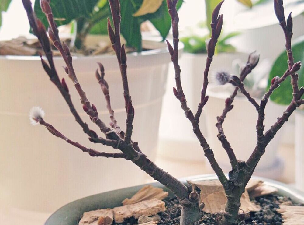 四万十ネコヤナギ　鉢植え　株