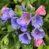 プルモナリアの育て方｜植え付けや植え替えの時期、増やし方は？の画像
