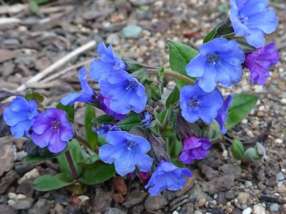プルモナリア 　青い花