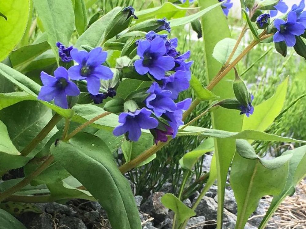 プルモナリア　紫色の花　地植え