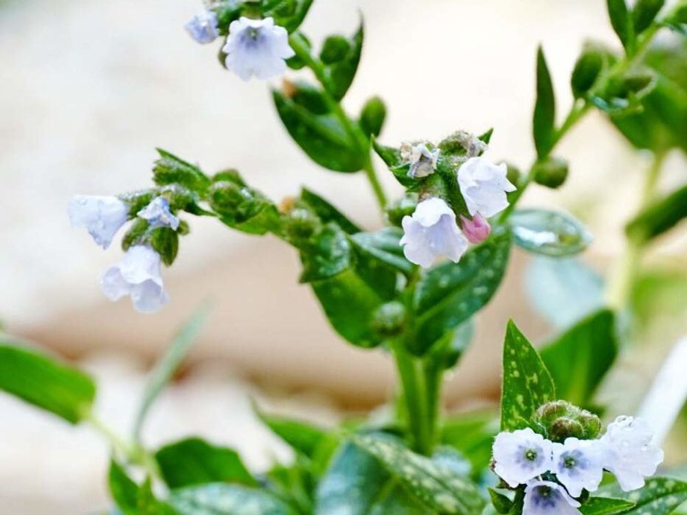 プルモナリア 　白い花