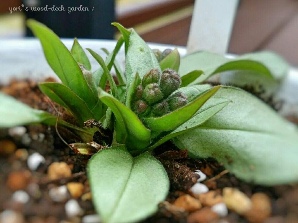 プルモナリア 　鉢植え　株