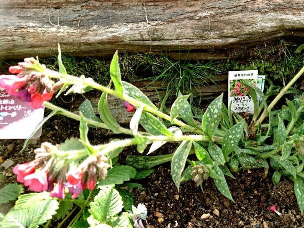 プルモナリアコーラルスプリング