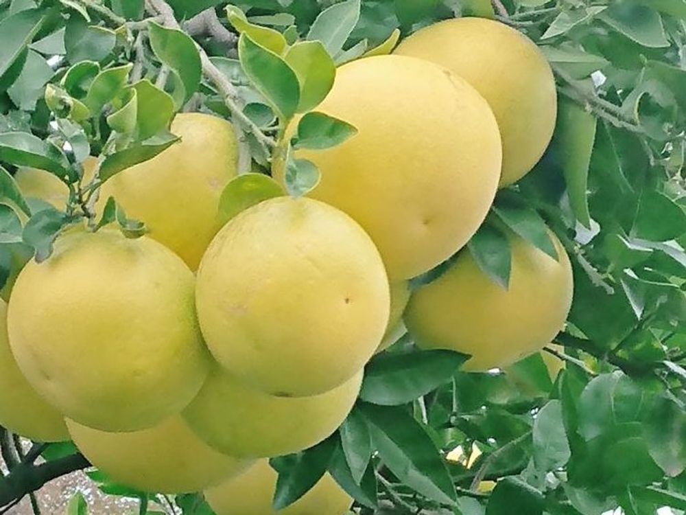 グレープフルーツ　黄色い実